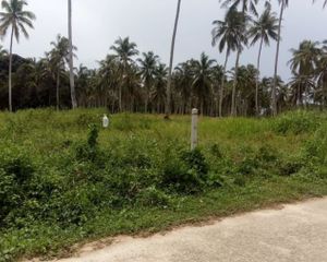 For Sale Land 1,600 sqm in Takua Thung, Phang Nga, Thailand