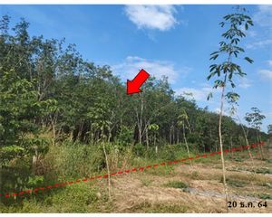 For Sale Land 34,460 sqm in Thepha, Songkhla, Thailand