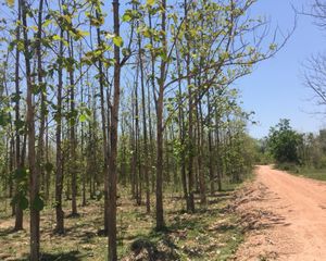 For Sale Land in Hang Chat, Lampang, Thailand