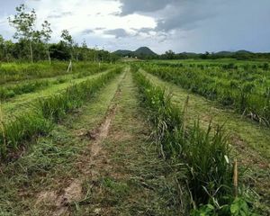 For Sale Land 12,616 sqm in Suan Phueng, Ratchaburi, Thailand