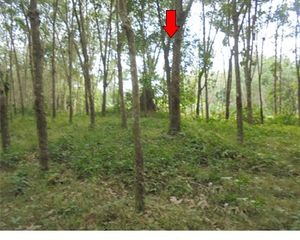 For Sale Land 5,052 sqm in Kapho, Pattani, Thailand