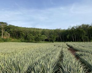 For Sale Land 129,600 sqm in Thalang, Phuket, Thailand