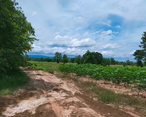 For Sale Land 95,332 sqm in Kabin Buri, Prachin Buri, Thailand