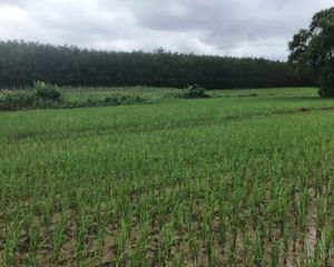 For Sale Land 11,044 sqm in Bung Khla, Bueng Kan, Thailand