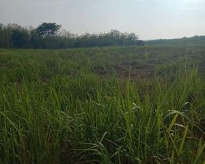 For Sale Land 11,416 sqm in Na Duang, Loei, Thailand