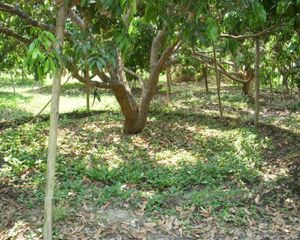 For Rent Land 1,200 sqm in Hang Dong, Chiang Mai, Thailand