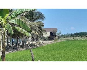 For Sale Land 12,800 sqm in Sawaeng Ha, Ang Thong, Thailand