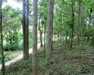 For Sale Land 6,800 sqm in Thung Chang, Nan, Thailand