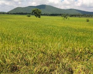 For Sale Land 8,552.8 sqm in Mueang Chai Nat, Chainat, Thailand