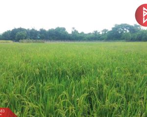 For Sale Land 6,508 sqm in Pa Sang, Lamphun, Thailand