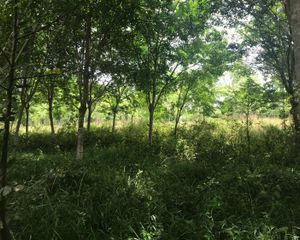 For Sale or Rent Land 15,556 sqm in Thai Mueang, Phang Nga, Thailand