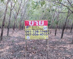 For Sale Land 17,784 sqm in Seka, Bueng Kan, Thailand