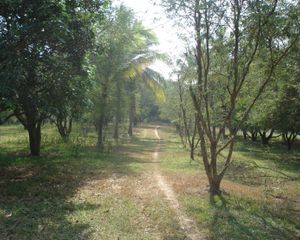 For Sale Land 48,000 sqm in Wang Chin, Phrae, Thailand
