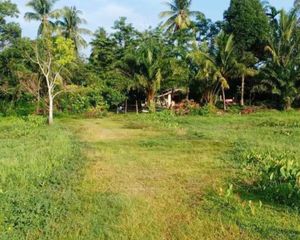 For Sale Land 49,768.4 sqm in Mueang Nakhon Si Thammarat, Nakhon Si Thammarat, Thailand