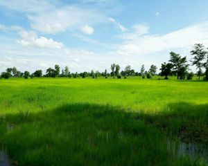 For Sale Land 103,376 sqm in Nong Bua, Nakhon Sawan, Thailand