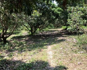 For Sale Land 3,044 sqm in Mae On, Chiang Mai, Thailand