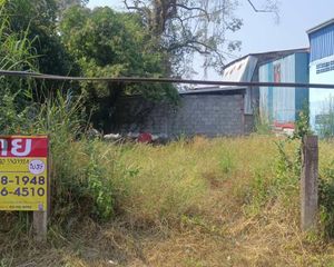 For Sale Land 252 sqm in Seka, Bueng Kan, Thailand