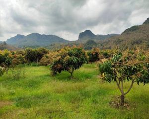 For Sale Land 9,996 sqm in Chiang Dao, Chiang Mai, Thailand