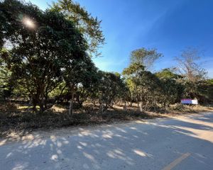 For Sale Land 8,000 sqm in Chiang Khan, Loei, Thailand