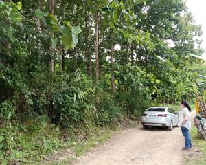 For Sale Land 1,680 sqm in Samoeng, Chiang Mai, Thailand