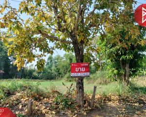 For Sale Land 3,556 sqm in Yang Talat, Kalasin, Thailand