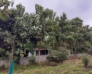 For Sale Land 1,704 sqm in Fang, Chiang Mai, Thailand