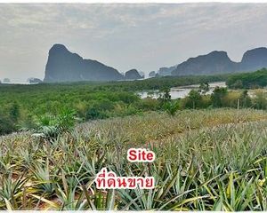 For Sale Land 3,201.2 sqm in Takua Thung, Phang Nga, Thailand
