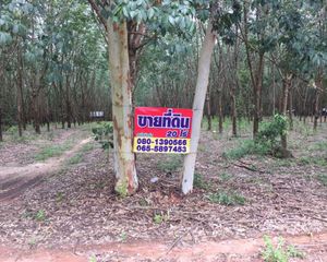 For Sale Land 32,000 sqm in So Phisai, Bueng Kan, Thailand