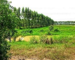 For Rent Land 22,400 sqm in Ratchasan, Chachoengsao, Thailand