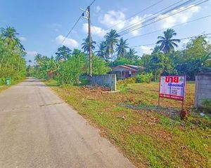 For Sale Land 4,264 sqm in Ron Phibun, Nakhon Si Thammarat, Thailand