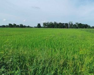 For Sale Land 128,000 sqm in Pho Prathap Chang, Phichit, Thailand